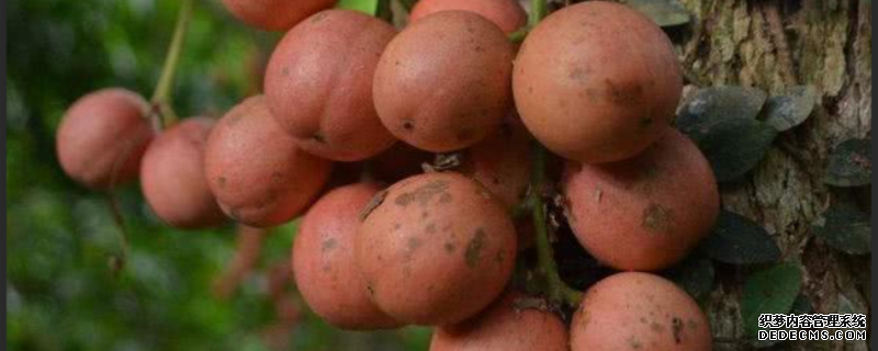 木奶果苗幾年能結果，木奶果種植注意事項