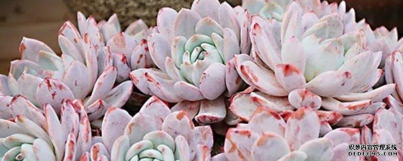 多肉雪蓮的繁殖方法，具體怎么操作