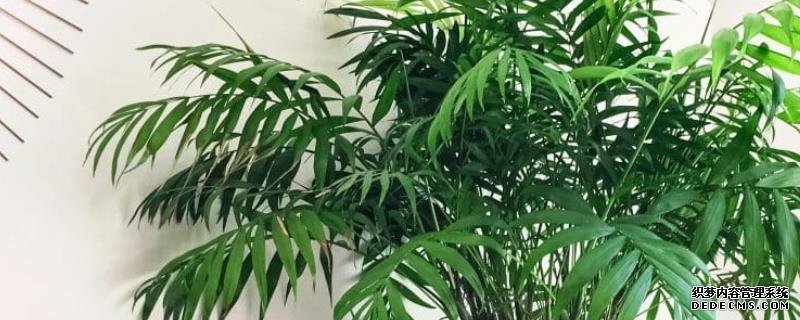 用什么土養(yǎng)袖珍椰子,附繁殖方法