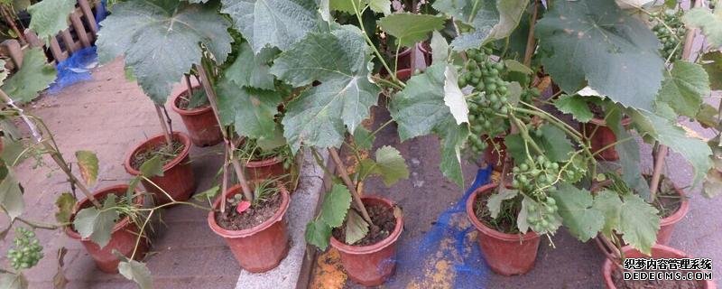 提子籽盆栽方法，附提子籽的作用