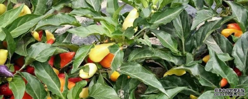 五彩辣椒的播種時(shí)間,有哪些價(jià)值