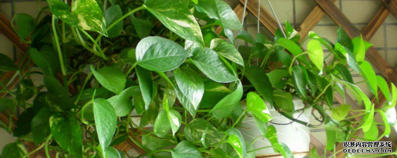 南方綠蘿是如何過冬的，主要有以下兩種方式