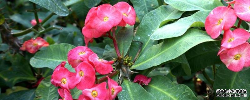 刺梅的養(yǎng)殖方法，刺梅多久修剪一次