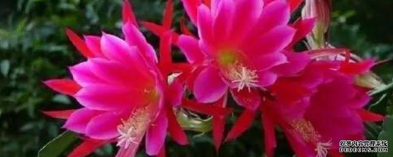 令箭荷花怎么養(yǎng)，有哪些注意事項(xiàng)