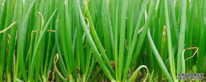 香蔥家庭種植法,如何澆水與施肥