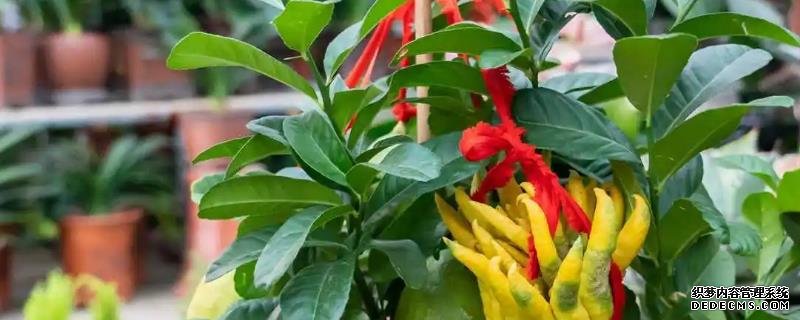 佛手種植技術，用什么土壤種植佛手