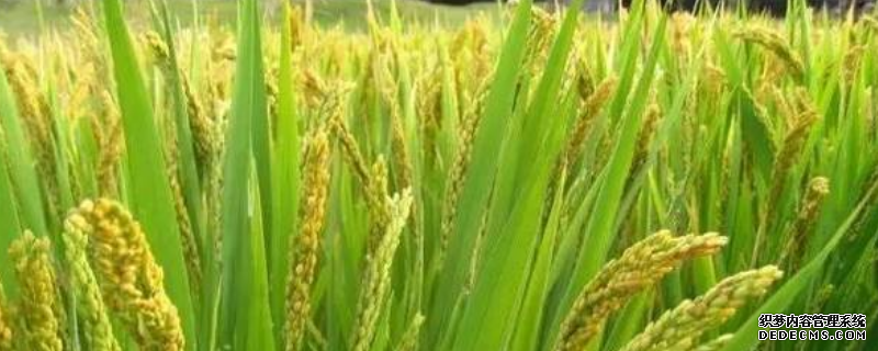 旱稻應(yīng)該如何種植，需做好以下幾點(diǎn)