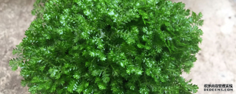 珊瑚蕨如何養(yǎng)殖，有哪些注意事項(xiàng)