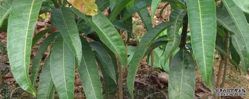 芒果苗種植方法，需要掌握的種植管理技術(shù)