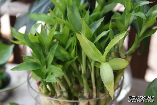 大葉竹養(yǎng)殖方法，附繁殖方法