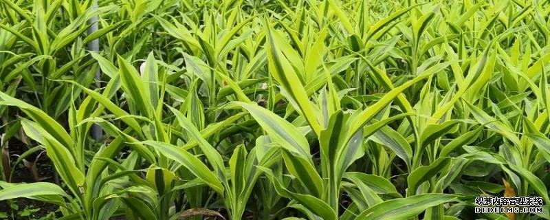 大葉竹養(yǎng)殖方法，附繁殖方法