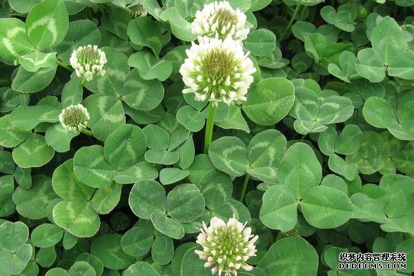 三葉草播種時間，附種植方法