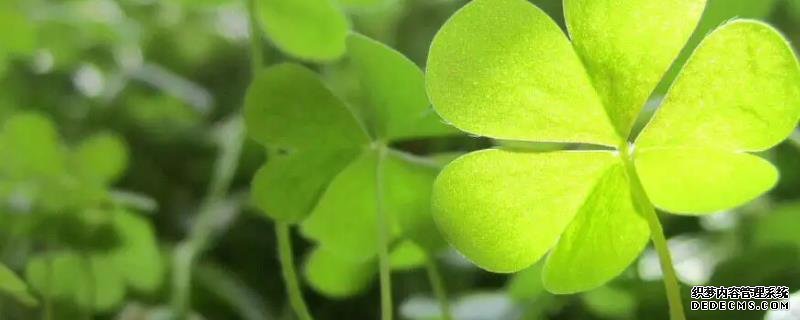 三葉草播種時間，附種植方法