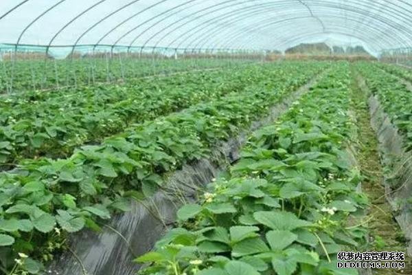 草莓怎么才算緩苗成功