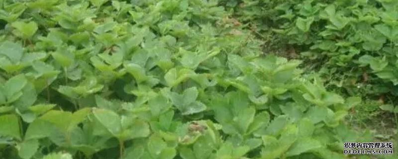 草莓怎么才算緩苗成功