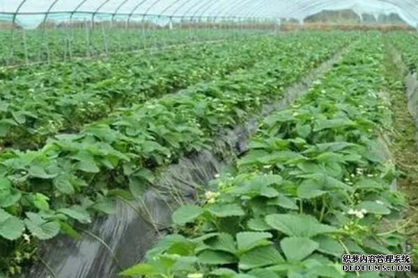 草莓怎么才算緩苗成功