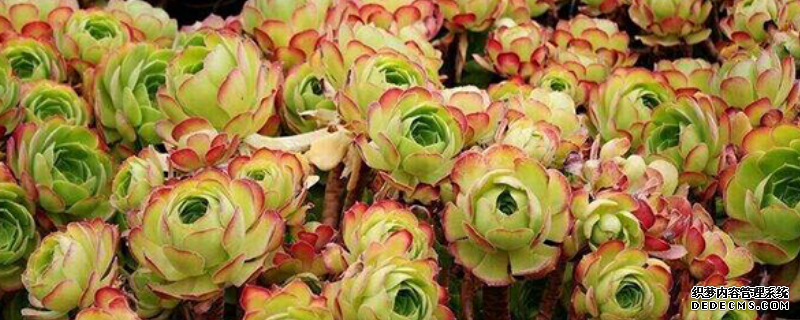 多肉山地玫瑰該如何繁殖，附繁殖注意事項(xiàng)