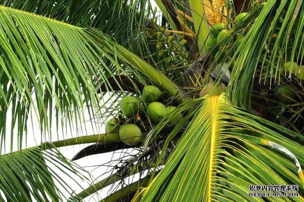 椰子樹種植方法，附種植管理技術(shù)