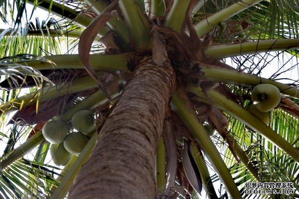 椰子樹種植方法，附種植管理技術(shù)