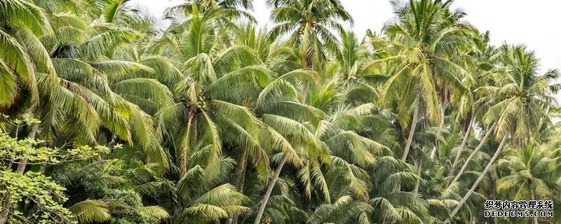 椰子樹種植方法，附種植管理技術(shù)