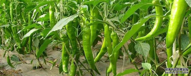 辣椒栽雙株還是單株好