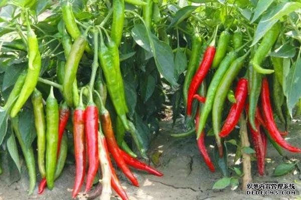 辣椒栽雙株還是單株好
