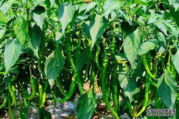 辣椒栽雙株還是單株好