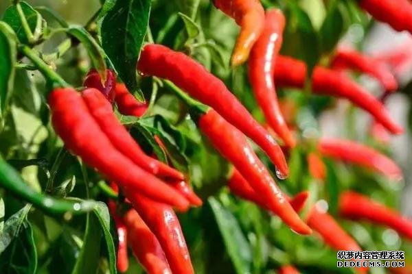 辣椒栽雙株還是單株好