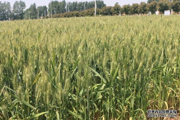 濟(jì)麥44小麥的特征特性