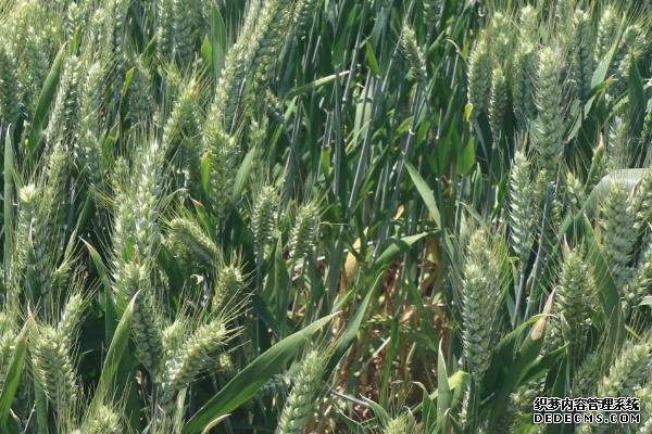 濟(jì)麥44小麥的特征特性