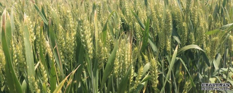 濟(jì)麥44小麥的特征特性