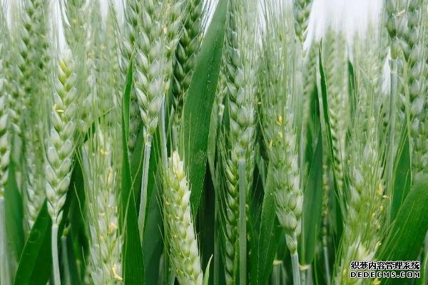 山農(nóng)40小麥品種的特征特性