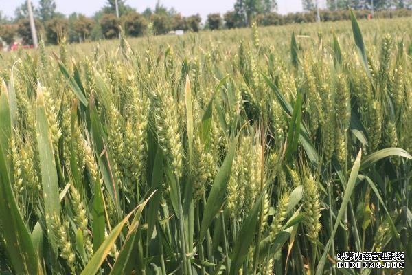 山農(nóng)40小麥品種的特征特性