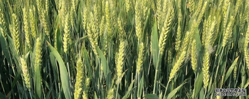 山農(nóng)40小麥品種的特征特性