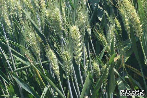 山農(nóng)40小麥品種的特征特性