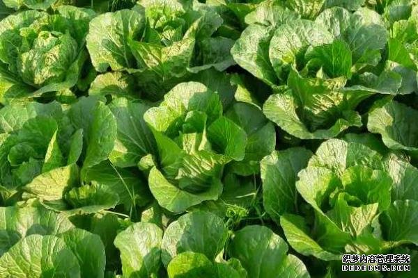 大白菜軟腐病的防治方法