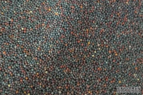 大白菜軟腐病的防治方法