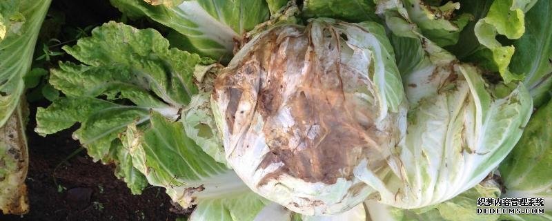 大白菜軟腐病的防治方法