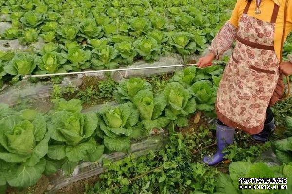 大白菜軟腐病的防治方法