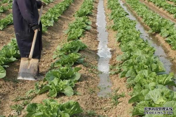 大白菜軟腐病的防治方法