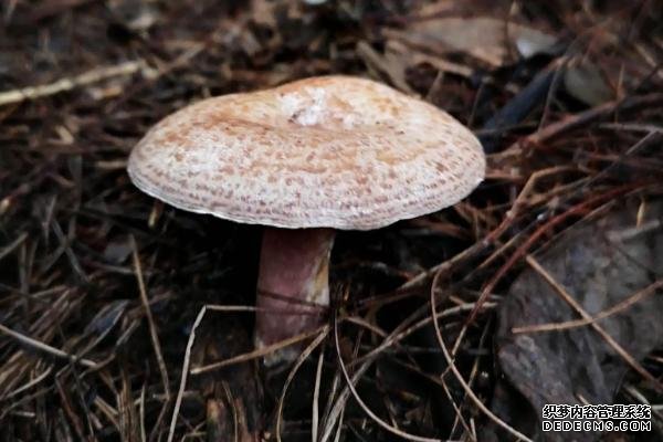 為什么不能人工培養(yǎng)叢菌