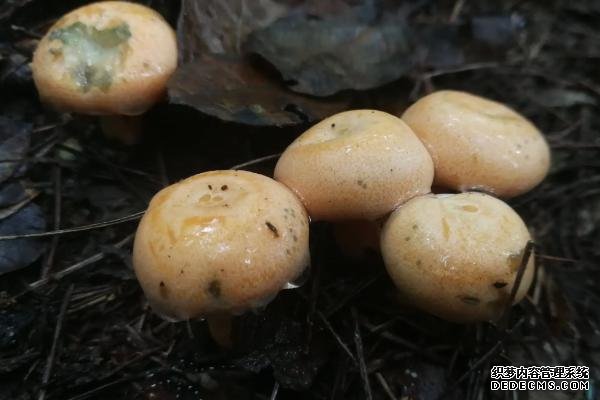 為什么不能人工培養(yǎng)叢菌