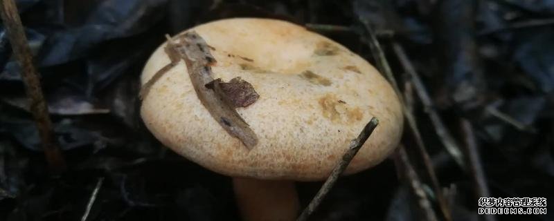 為什么不能人工培養(yǎng)叢菌