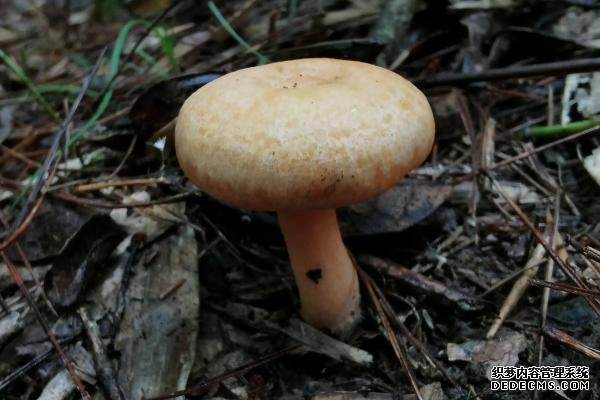 為什么不能人工培養(yǎng)叢菌