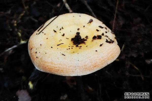 為什么不能人工培養(yǎng)叢菌