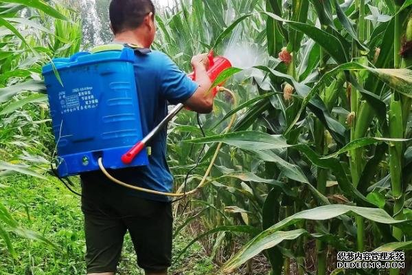 銹病對(duì)玉米有什么影響