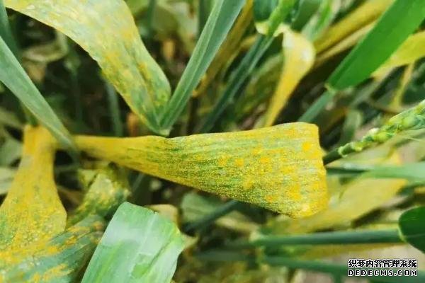 銹病對(duì)玉米有什么影響