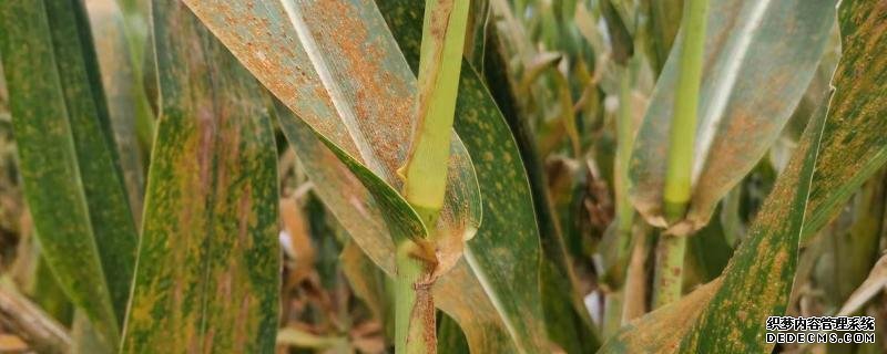 銹病對(duì)玉米有什么影響