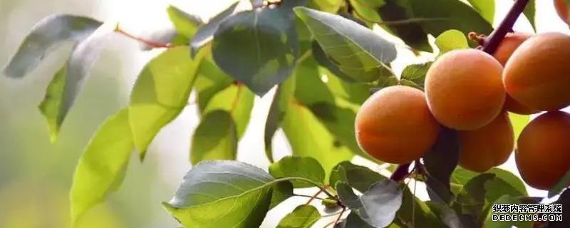 杏胡種植方法，苗期養(yǎng)護(hù)要點(diǎn)