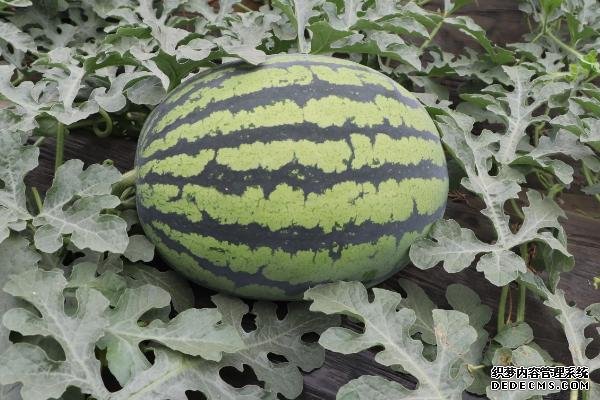 西瓜對生長環(huán)境的要求